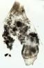 Alucita sp.